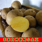 东北新鲜蔬菜 农家自产小土豆 新鲜小土豆 黄心迷你小土豆