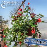 特价花卉/绿植盆栽家庭居室垂吊植物口红吊兰多年生美观非常容易