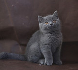 【琥珀】cfa双澳血带繁育权父母均带头衔 英短蓝猫DD公宠物有视频