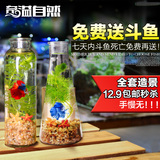包邮奇溢自然创意斗鱼缸玻璃迷你小型造景生态瓶办公室桌面斗鱼瓶