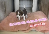 上海犬舍出售赛级纯种比格犬幼犬 米格鲁幼犬 猎兔犬巴吉度宠物狗