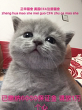 英国短毛猫  宠物 活体 出售 纯种 幼猫 蓝猫 宠物猫 猫 英短