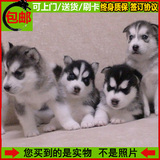 纯种哈士奇 西伯利亚雪橇犬 幼犬出售 聪明蓝眼家养活体宠物狗狗
