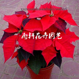 一品红圣诞花万年红室内花卉绿植盆栽开业礼品年宵花开花植物盆景