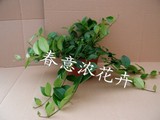 口红吊兰 盆栽吊兰 水培吊兰 植物 垂挂吸收有毒气体防辐射花卉