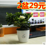 一枝春栀子花绿植盆栽花卉绿色水培植物办公室内桌面小盆景包邮