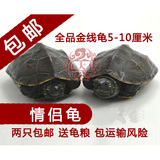 乌龟活体情侣中华草龟大小乌龟金线龟墨龟宠物龟外塘5-10厘米包邮
