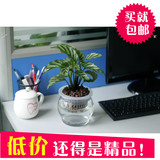 孔雀竹芋 创意水培植物净化空气绿植室内办公室有氧盆栽桌面盆景