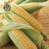 农家田里有机新鲜粘水果玉米有机玉米棒 非转基因甜玉米现摘现卖