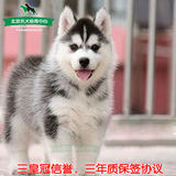 纯种赛级双血统 哈士奇幼犬出售，西伯利亚雪橇犬宠物狗顶级品质