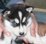 纯种血统赛级哈士奇犬幼犬 出售黑色双蓝眼哈士奇雪橇犬宠物狗074