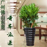 百合竹富贵竹绿色植物观叶盆栽办公室居家室内大吸甲醛净化空气