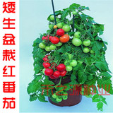 矮生盆栽番茄种子  四季 红黄盆栽蔬菜种子 小西红柿 圣女果 阳台