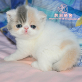 【凯利猫】CFA注册异国短毛猫 纯种加菲猫宠物 浅三花梵文妹妹