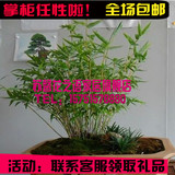 花卉净化空气四季常青 凤尾竹盆景竹子米竹阳台盆栽植物