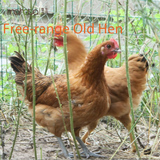 泰生农场 散养老母鸡草鸡新鲜生整鸡mahota农产品上海同城配送