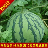 春季促销 早佳8424西瓜种子 阳台庭院盆栽蔬菜水果种子菜籽易种