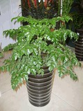 幸福树盆栽 室内客厅花卉绿植平安树 净化空气 防辐射