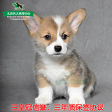 英系纯种柯基犬幼犬出售小型犬宠物狗狗包邮 北京的朋友可上门看