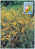 卢森堡极限片1998年 地方节日 花卉 1枚