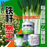 热卖日本进口铁杆葱王种子 大葱种子批发 高产100g/桶 满58元包邮
