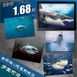 鲨鱼 海洋生物 动物 海报 装饰画墙画 挂画 实木相框 画框 有框画