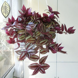 桌面办公室绿植盆栽花卉 紫色吊竹梅吊兰 吸甲醛 可水培窗台植物