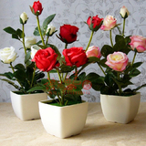 买2送1丹麦当年开花四季大花型香水玫瑰花苗盆栽多花香水玫瑰花