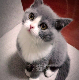 T.M天猫宠物猫活体纯种英短蓝白八字脸猫粉鼻子蓝猫小猫（去新家