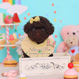 【冬瓜宠物】实物拍摄纯种玩具体巧克力泰迪贵宾幼犬公支付宝N17