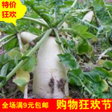 特大白萝卜种子 迟抽九斤萝卜王 阳台四季播 秋冬季蔬菜种子包邮