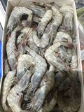 厄瓜多尔白虾4.5斤南美进口海鲜对虾 盐冻虾 大虾 50-60支/kg