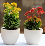 室内阳台桌面盆栽花卉观花植物 重瓣 长寿花 花期时间长