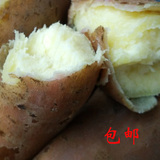 阳江高山栗子薯 白薯2500g 五斤新鲜红薯生番薯山芋粉香地瓜包邮