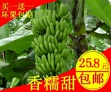 新鲜广西香蕉包邮 时令水果香蕉banana 非米蕉粉蕉非海南皇帝蕉