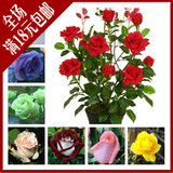 包邮玫瑰花 花卉绿植物室内外盆栽香水玫瑰食用玫瑰花苗3年开花苗