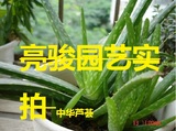 正宗中华芦荟 中国芦荟 芦荟盆栽 土芦荟 杀菌 美容 药用养颜植物