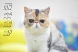 加菲丽影 高品质纯种异国短毛猫 加菲猫 超赞三花高白  种母 米露