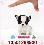 纯种吉娃娃幼犬出售苹果头大眼睛茶杯体吉娃娃家养宠物狗袖珍犬K5