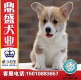 北京犬舍出售纯种柯基幼犬/柯基犬狗狗/三色短毛宠物狗狗送货