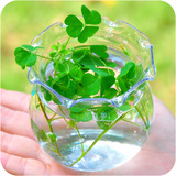 透明花边塑料花瓶 水培专用花瓶 绿色植物花盆 可做金鱼缸O1