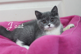 【J CAT】英国短毛猫 蓝白蓝猫 蓝色加白英短DD 14年5月10日出生
