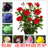 玫瑰花 花卉绿植物室内外盆栽香水玫瑰食用玫瑰花苗3年开花苗