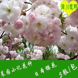 6元包邮 花卉盆栽苗木种子花籽 日本樱花树樱花种子 5粒