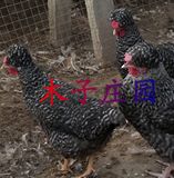 凤头芦花鸡种蛋 凤头白芦花鸡 受精蛋 绿壳柴鸡种蛋（10枚）