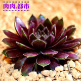 紫牡丹 观音莲 仙人多肉迷你花卉绿色植物盆栽 防辐射景天科