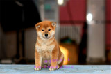 纯种血统 日本柴犬 幼犬 出售 日系赤黄色活体日本柴犬宠物狗狗
