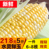 云南新鲜包谷水果玉米5斤现摘甜玉米新鲜玉米棒农家绿色食品2500g