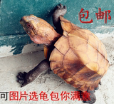 陆龟活体 锯缘乌龟 10-12CM  素食龟 宠物龟 精品越南龟