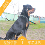 纯种罗威纳犬宠物狗狗活体幼犬公短毛上海爱家宠物训练学校A12
